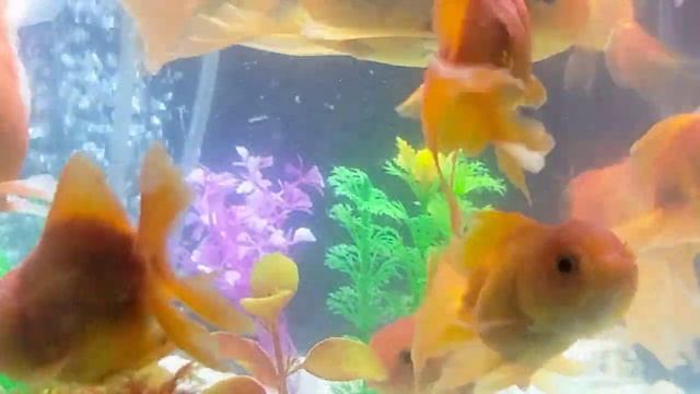 AquariumFish Swimming Daily#183, Aquarium Fish Swimming