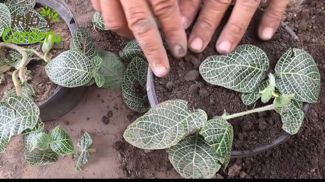 Como reproducir la planta mosaico terrestre ? Fittonia verschaffeltii смотреть онлайн