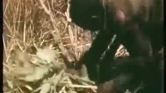 Анаконда смотреть онлайн