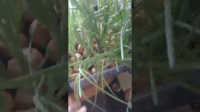 Посадка лука на перо в домашних условиях.Часть 2. смотреть онлайн
