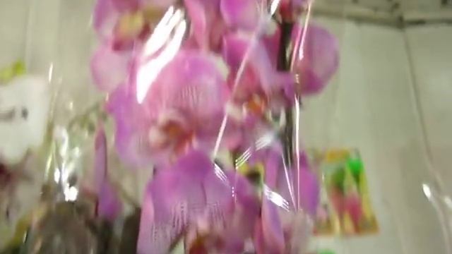 Новый завоз орхидей от 20.06.19г. смотреть онлайн