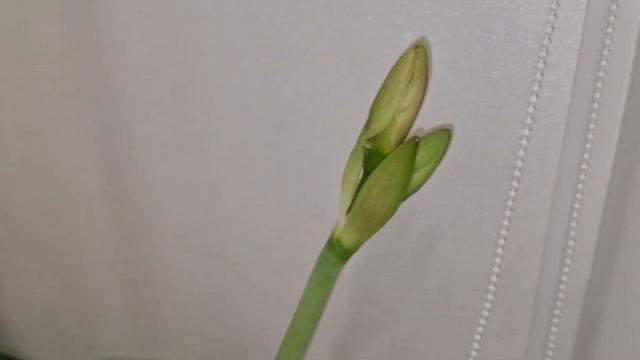 АМАРИЛЛИС (ГИППЕАСТРУМ) НЕОЖИДАННОЕ ЦВЕТЕНИЕ В ЯНВАРЕ 2024 смотреть онлайн