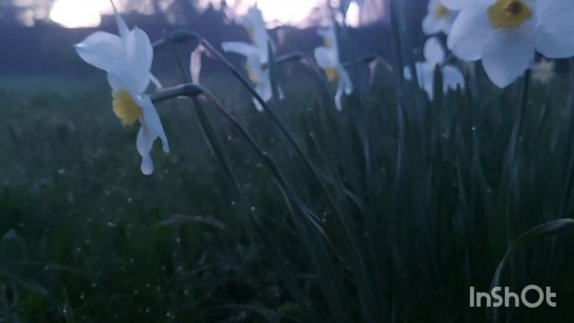 #daffodil🖤 #nature#flowers#forest#sunset#blue #night#