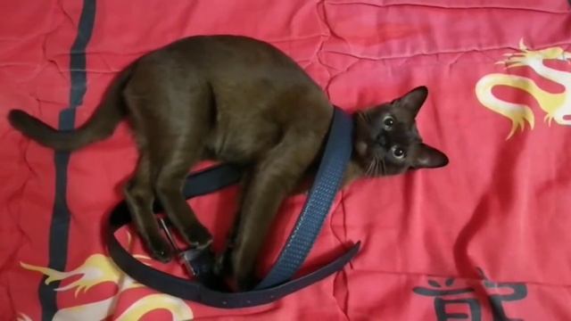 Взрослая бурма играет как котенок смотреть онлайн