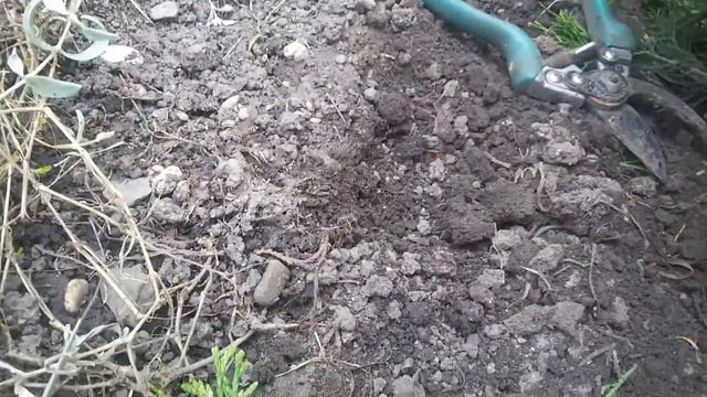 Як скоро розмножити Туї смотреть онлайн