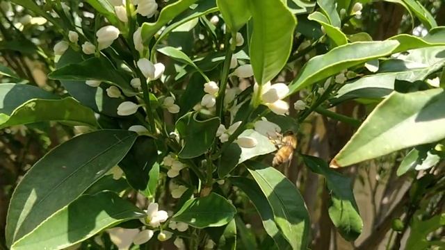 Ура! Кумкват зацвёл! Почему-то в августе... смотреть онлайн