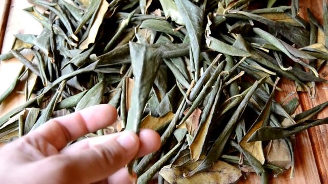 Рододендрон Кавказский смотреть онлайн