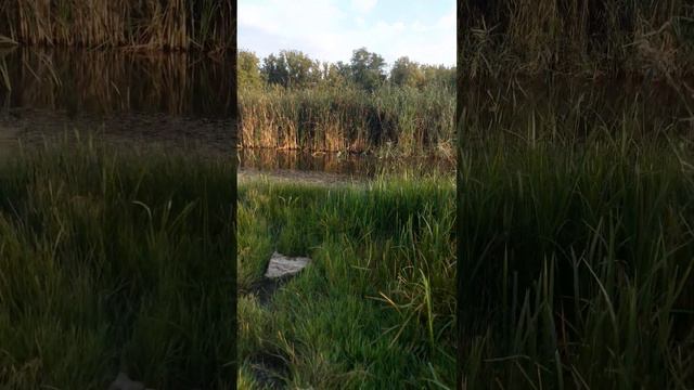 Прогулка на природе с питомцами очень полезна смотреть онлайн