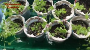 Лобелия.Как развивается рассада лобелии.Хронометраж по времени развития рассады лобелии