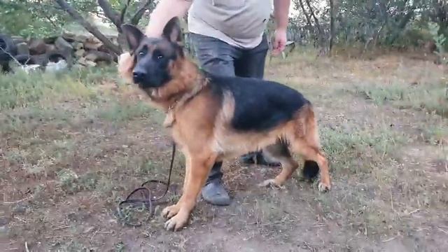 Красавчик. Немецкая овчарка. Одесса смотреть онлайн