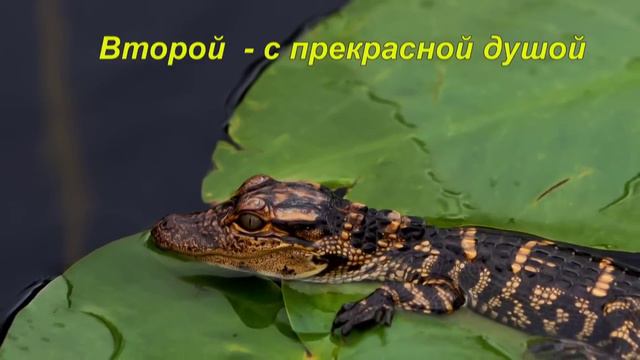 Три крокодила смотреть онлайн