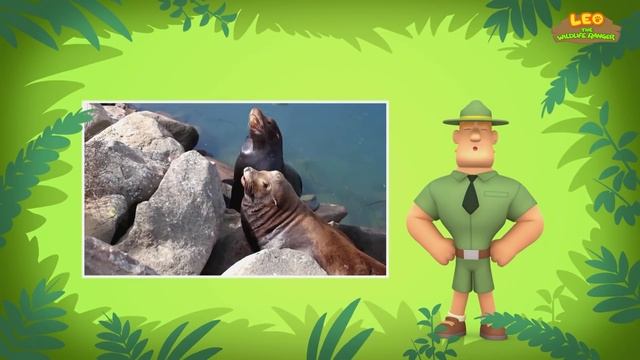 Marine Animals (Part 1/2) - Dugong and more sea animal stories! смотреть онлайн