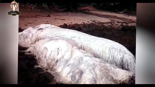 Топ 5 ненормально больших животных, от которых мурашки по коже! смотреть онлайн
