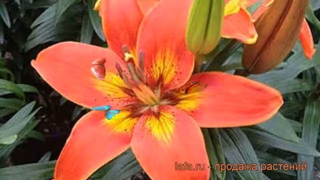 Лилия азиатская горшечная (lilium asiatiс burning joy) ? лилия обзор: как сажать луковицы лилии смотреть онлайн