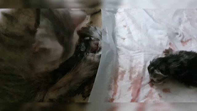 3 - е трудные роды шотландской кошки смотреть онлайн