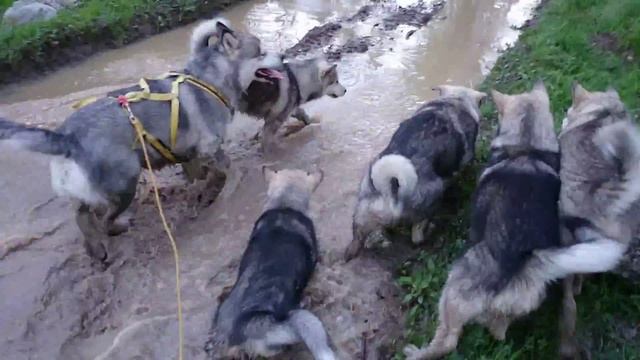 Аляскинский Маламут: грязевые ванны