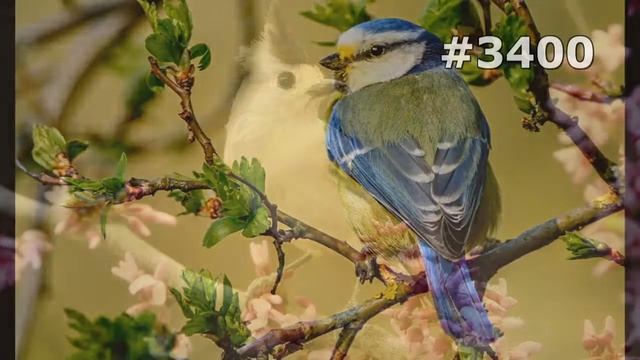 #3400. Синицы и лазоревки (В мире животных) смотреть онлайн