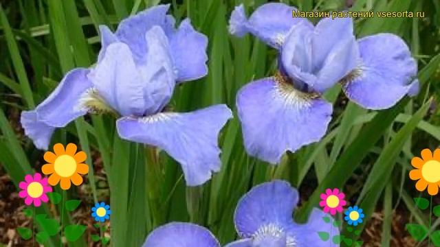 Ирис сибирский Голубая луна. Краткий обзор, описание характеристик iris sibirica Blue Moon смотреть онлайн