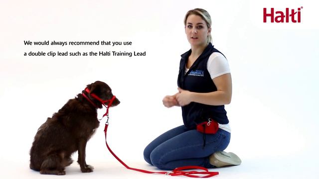 No Pull Training Your Dog with the Halti Headcollar смотреть онлайн