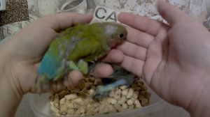 Результат спаривания гибридных неразлучников