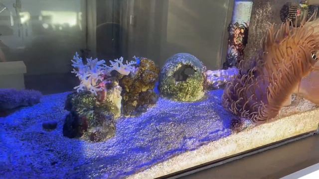 Long Tentacle Anemone Blooming смотреть онлайн
