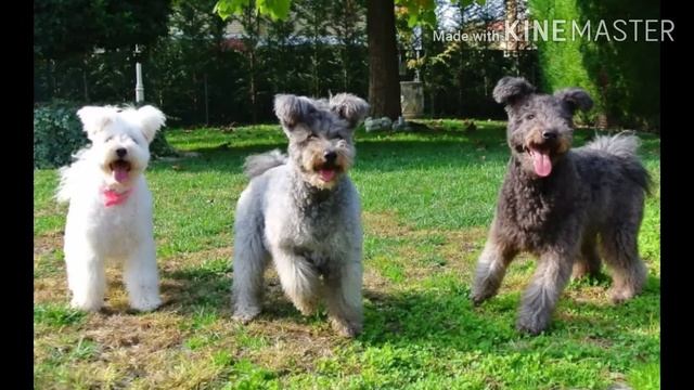 °Мини википедия про пуми ° смотреть онлайн