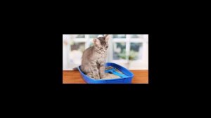 Как отучить кошку писать где попало