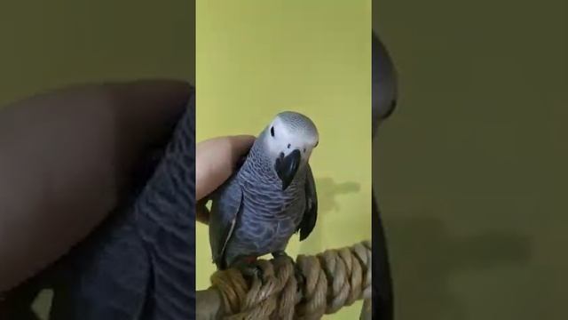 Краснохвосты жако птенец выкормыш смотреть онлайн