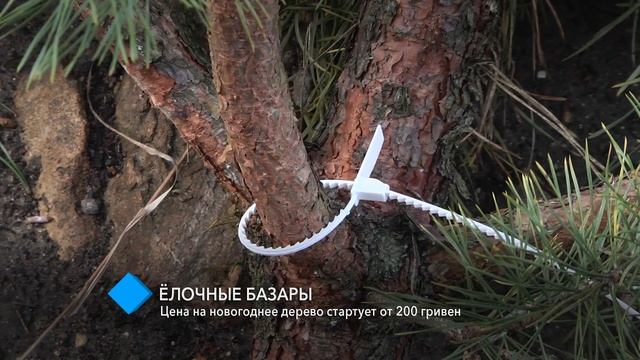 Ёлочные базары в Одессе: цена на новогоднее дерево стартует от 200 гривен смотреть онлайн