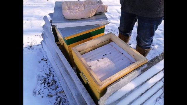 Осмотр пчел от 05 02 2021г Простое приспособлениедля отпугивания синичек смотреть онлайн