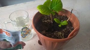 ЛЕЧЕНИЕ ХЛОРОЗА  Крупнолистной гортензии.