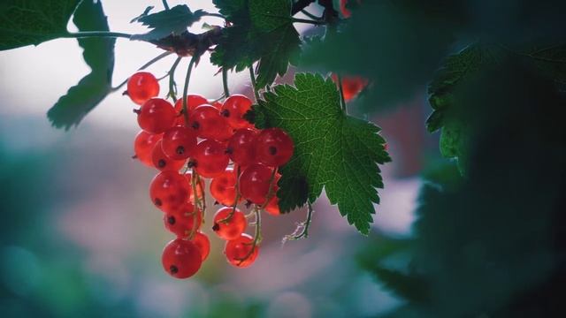 Смородина смотреть онлайн