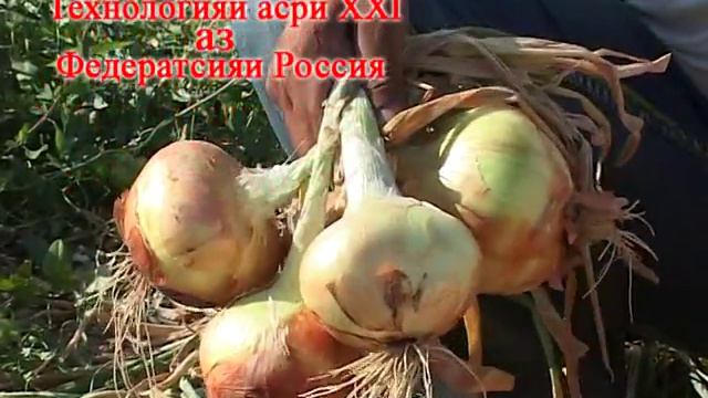 Комплексное микробиологическое удобрение смотреть онлайн