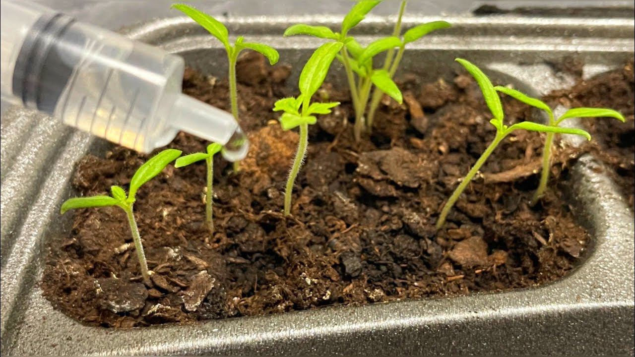 Как только показались петельки томатов делаю это! Рассада растет только вширь, не вытягивается! смотреть онлайн