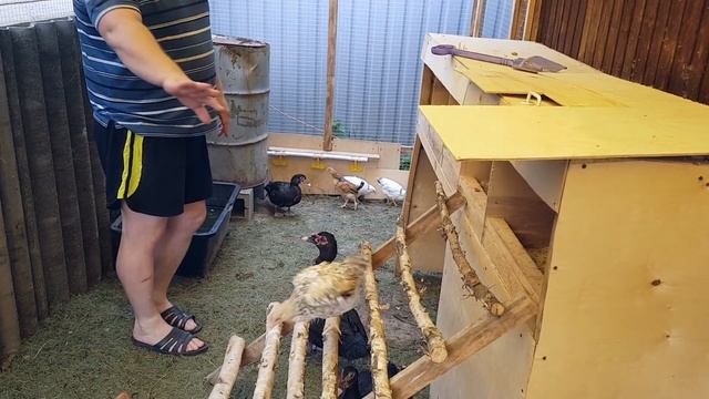 Как я не потерял глаз. взвешиваем кур,уток в месяц. дача смотреть онлайн