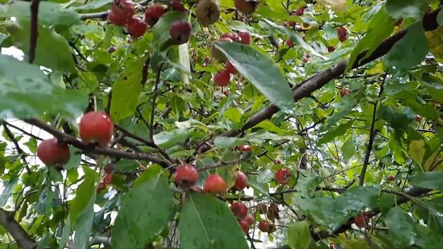 Ранетки / Яблоня ягодная / Яблоня сибирская / Malus prunifolia смотреть онлайн