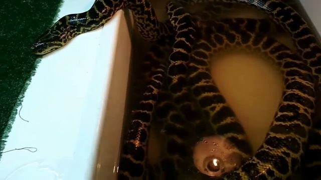 Николаевский зоопарк смотреть онлайн