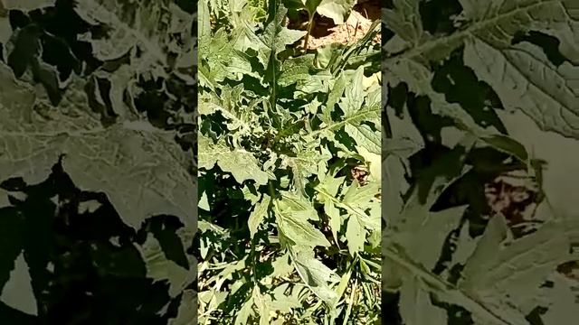 лекарственные травы вокруг нас... смотреть онлайн