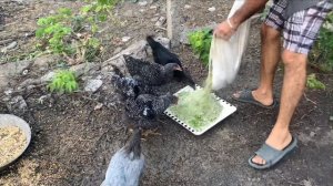 Чем накормить домашнюю птицу. Ряска плюс кукурузная крупа
