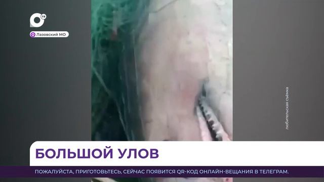 "Я купался в это время": в Приморье выловили крупную акулу смотреть онлайн