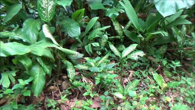 Dumbcane (Dieffenbachia seguine) - part 1 смотреть онлайн