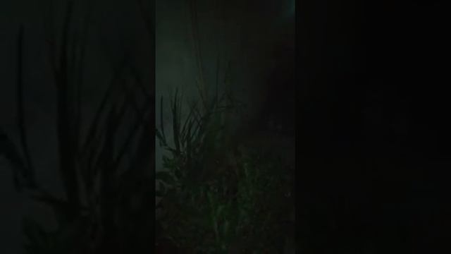 Miracle of praying Plant смотреть онлайн