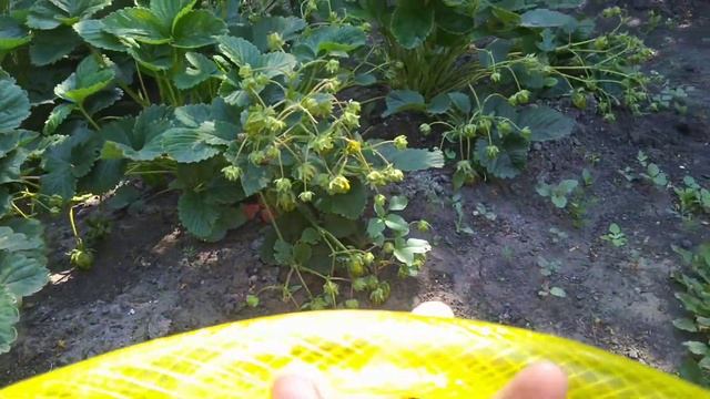 Поливочные шланги"Урожайная сотка" ЕКАТЕРИНБУРГ , НЕ ПОКУПАЙТЕ! смотреть онлайн