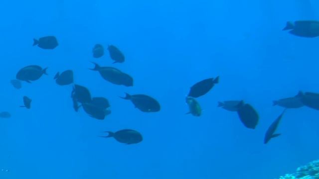 Sharm el Sheikh. Baron Resort. Underwater view. Sunrise. смотреть онлайн