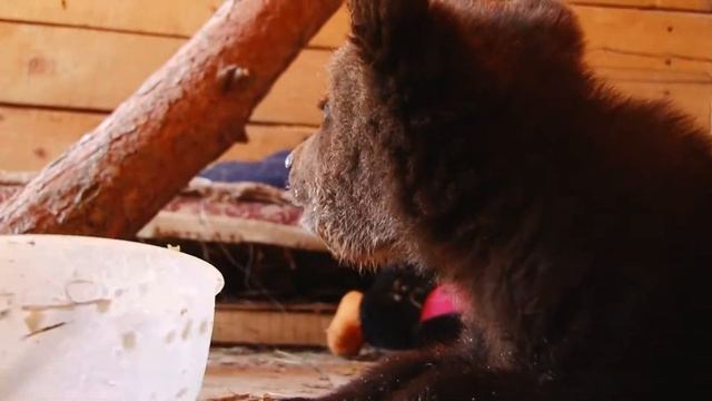 Спасенный медвежонок кушает смотреть онлайн