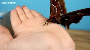 Родилась первая бабочка! Она СУПЕР огромная! Павлиноглазка атлас! alex boyko