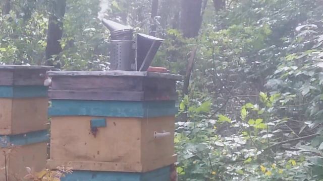 самая опасная профессия! пчеловодство/пчелы смотреть онлайн