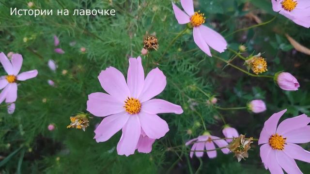 🤦♀️ Она боялась возвращения отца, когда была ребенком. А спустя годы ей за "прекрасное" детство смотреть онлайн
