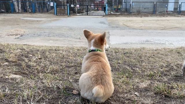 23.04.2023 Вельш Корги Пемброк щенки / Welsh Corgi Pembroke puppies #dog #corgi #щенки смотреть онлайн