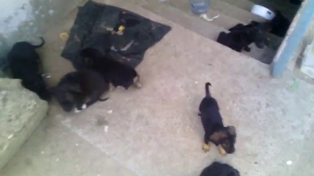 ЖЕСТЬ! МИНИ СОБАКИ разрывают руку смотреть онлайн